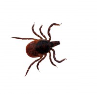 /album/bug-bust/deer-tick-also-commonly-found-on-cats-and-dogs-jpg/